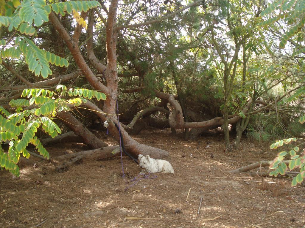 Finca Las Dunas Con Dos Chalets Con Jacuzzis En Primera Linea De Playa Uno De 4 Dormitorios Y Otro De 2 Dormitorios Rota Quarto foto